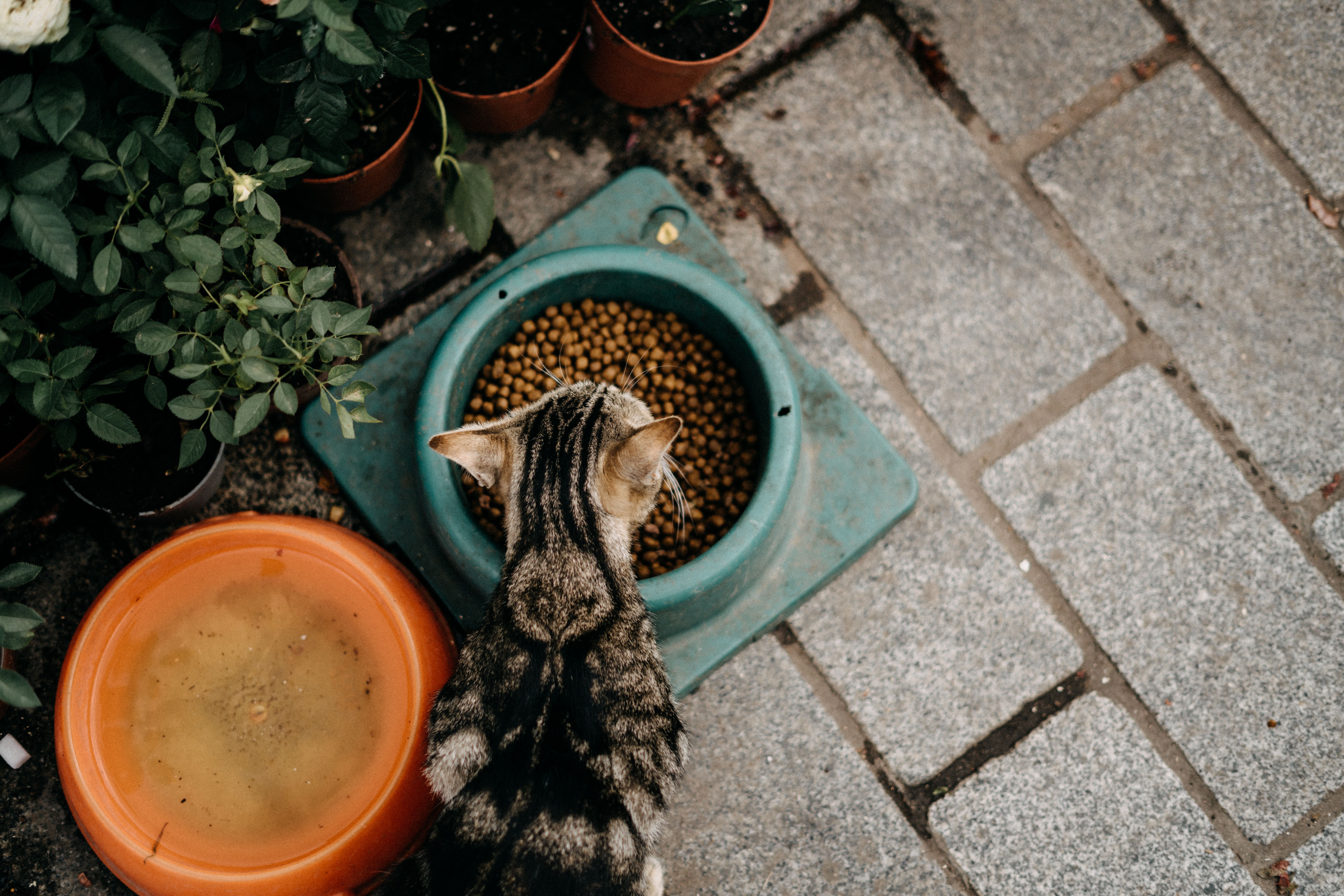 Vue de dessus d'un chat tigré mangeant des croquettes sèches à côté de plantes en pot