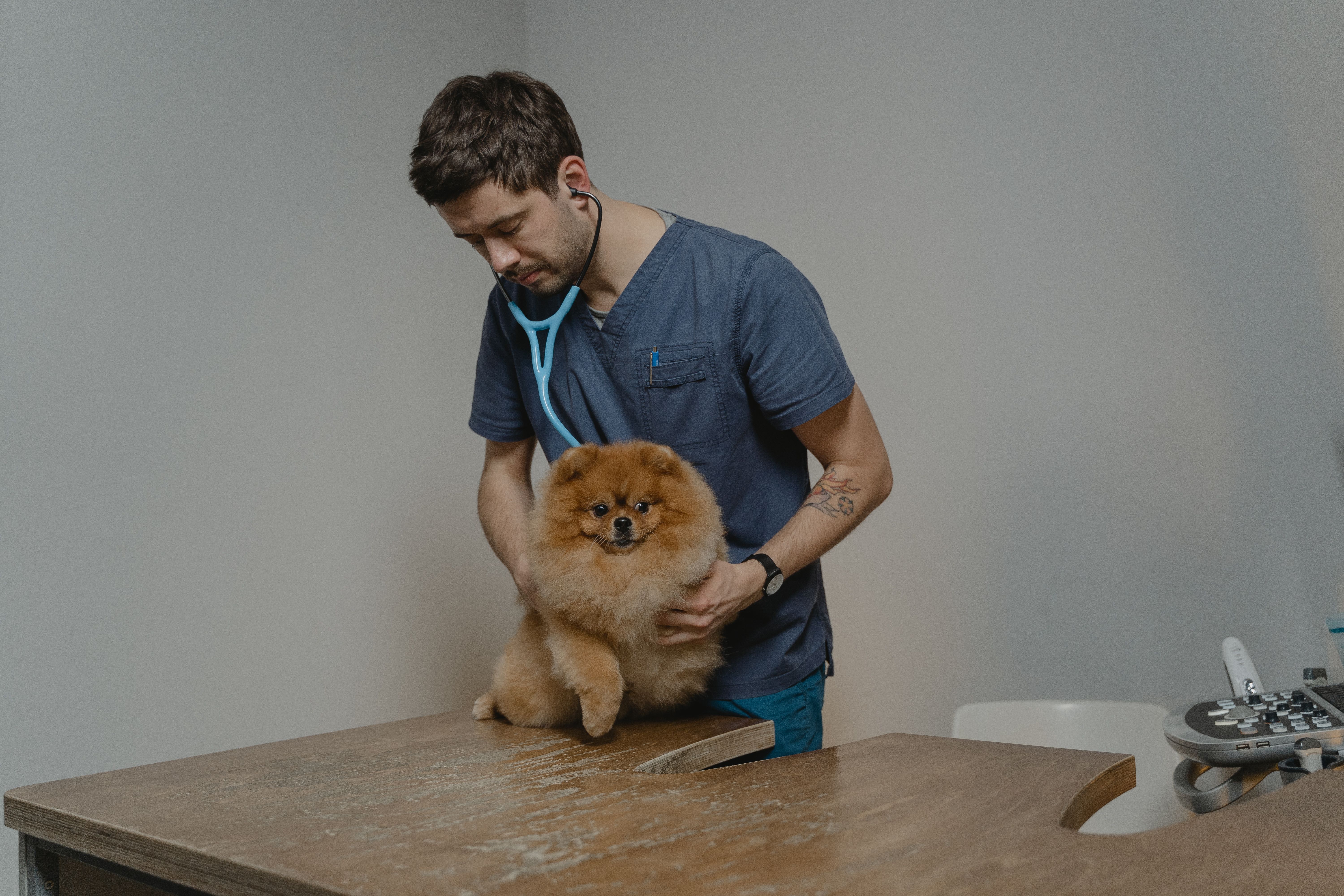 Un vétérinaire examine un chien de petite taille sur une table de consultation