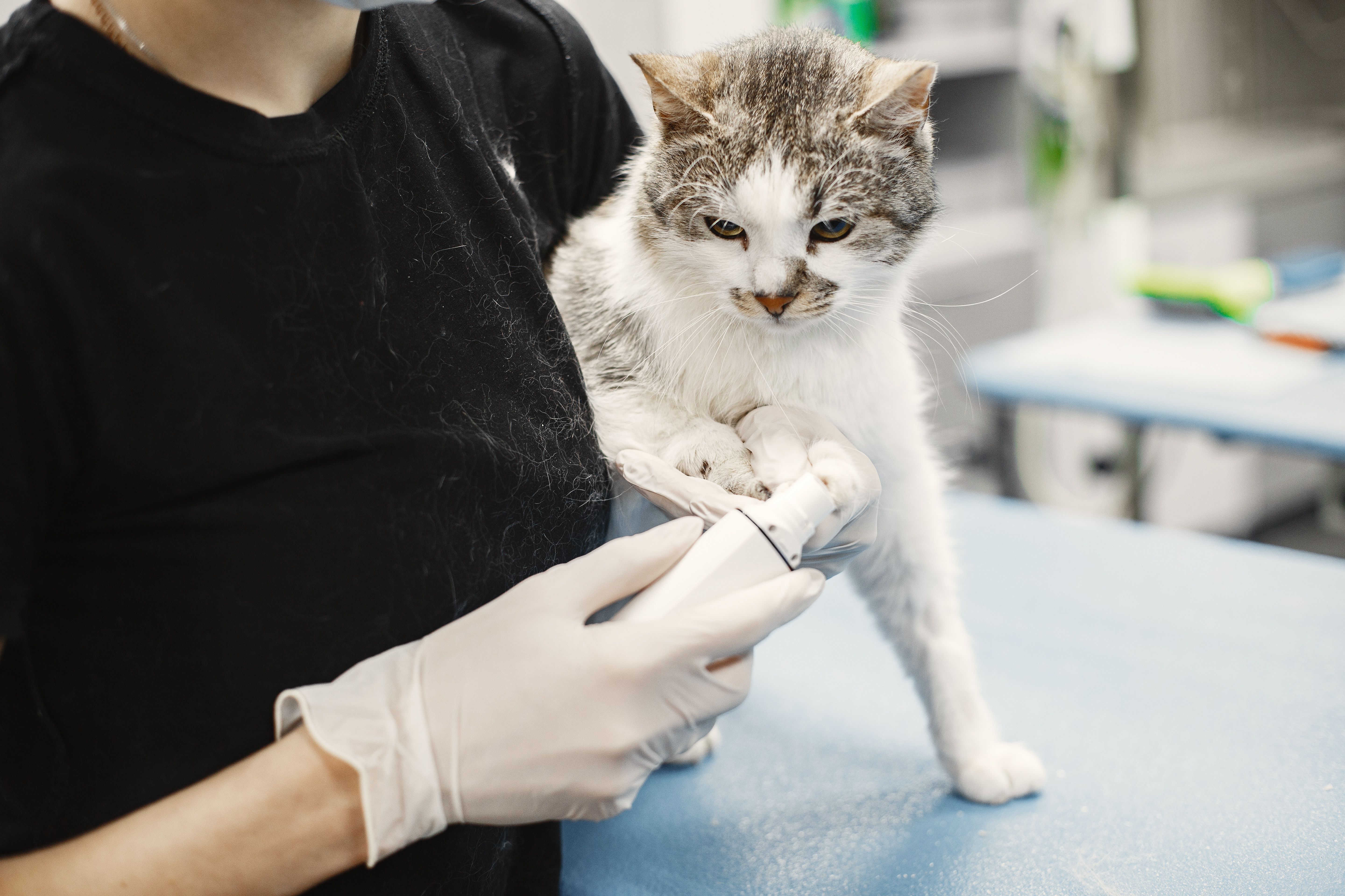 Un chat blanc examiné par un vétérinaire portant des gants chirurgicaux